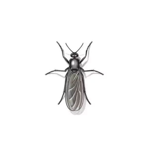 gnat knoxville tn
