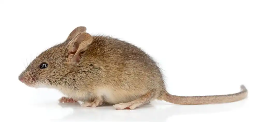 house mouse